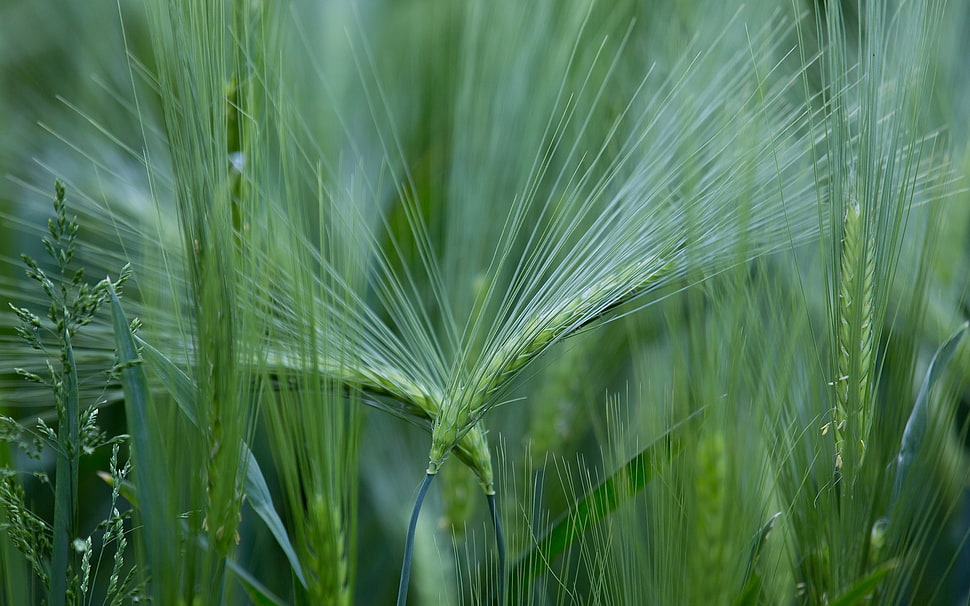 selective focus photography of wheat HD wallpaper